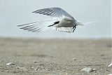 Aleutian Tern